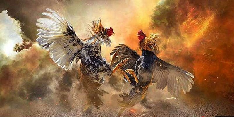 Đa dạng thể loại đá gà ăn tiền do nhà cái ban hành