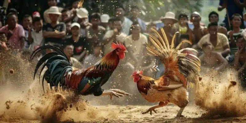 Đá gà mộc bài